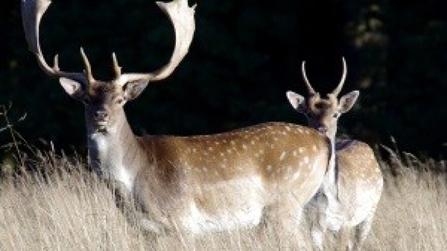 Lovci od 1. srpnja slobodno s oružjem u EU