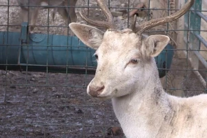 Albino jelen lopatar - veoma rijedak, a da li je siguran u prirodi?