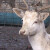 Albino jelen lopatar - veoma rijedak, a da li je siguran u prirodi?