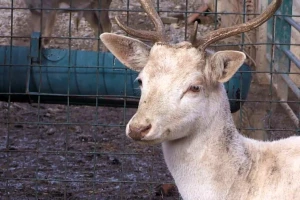 Albino jelen lopatar - vrlo rijedak, a je li siguran u prirodi?