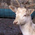 Albino jelen lopatar - vrlo rijedak, a je li siguran u prirodi?