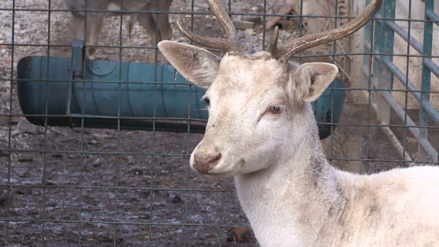 Albino jelen lopatar - veoma redak, a da li je bezbedan u prirodi?