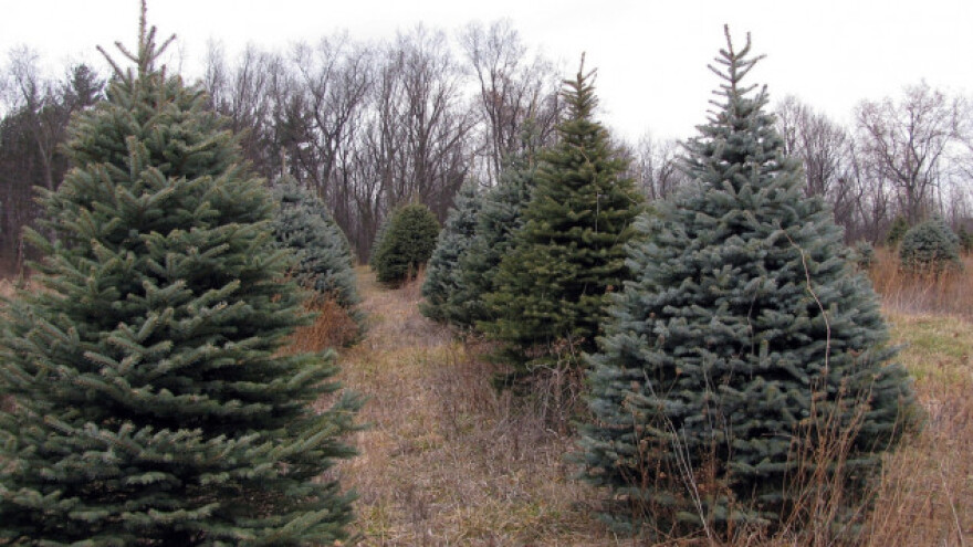 Prirodne jelke zahtevaju negu nakon praznika