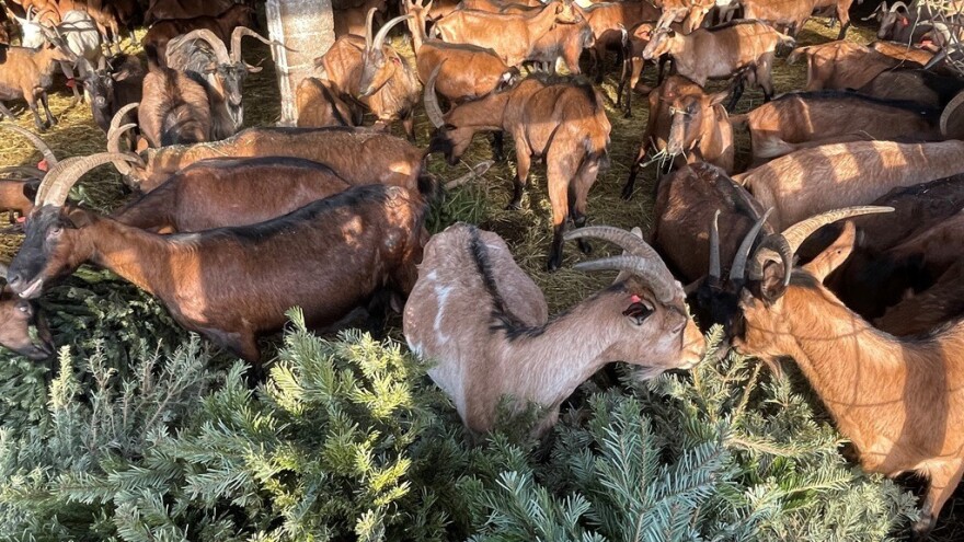 Nema bolje reciklaže: Božićna drvca "rješavaju" koze