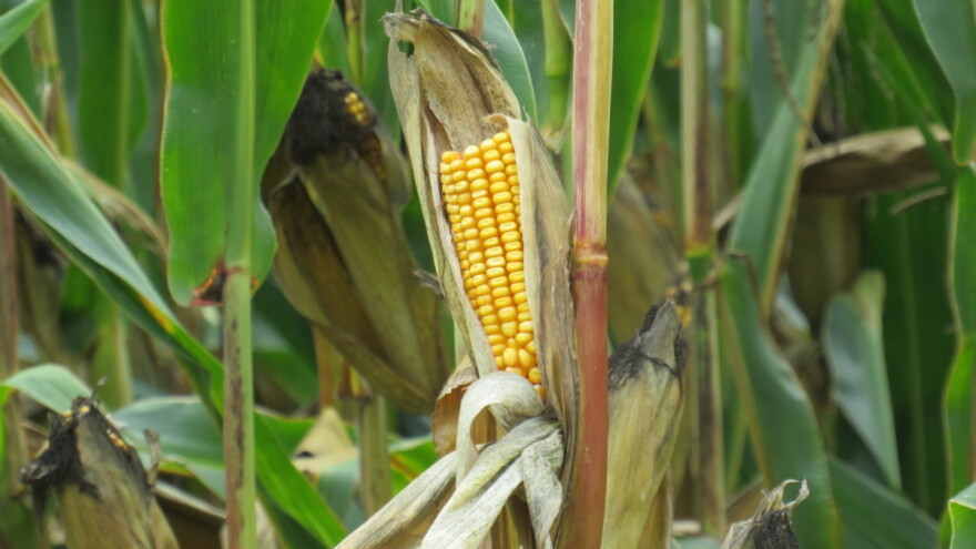 Zasadi kukuruza mjerilo za određivanje visine subvencija u Brčkom