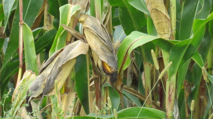 Posavina proglasila stanje prirodne nesreće od suše - šta slijedi?