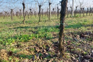 Šta podrazumijeva zimska zaštita vinove loze?