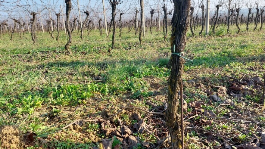 Šta podrazumijeva zimska zaštita vinove loze?
