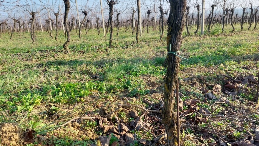 Šta podrazumeva zimska zaštita vinove loze?