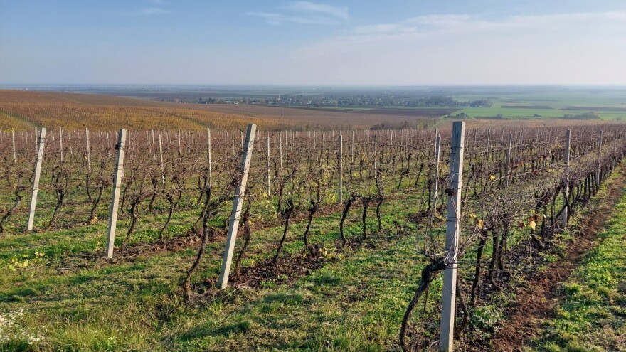 Tretirajte lozu tokom mirovanja i obavezno pregledajte rozgove
