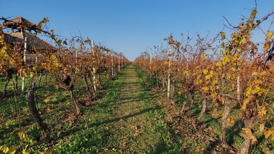 Pooštrena pravila Vinske omotnice: Posebnu točku članka dobilo i umjetno stvaranje uvjeta