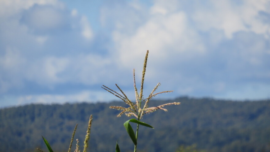Sedmična prognoza: Šta nam stiže nakon prvih pahulja?