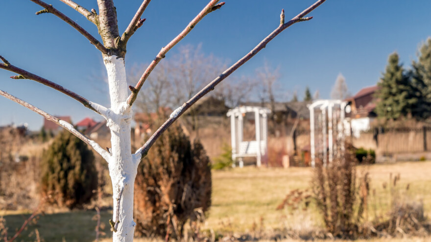 Zašto krečiti voćke i kako napraviti pravu smešu?