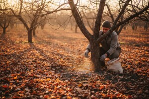 Jesenja gnojidba važna mjera kod uzgoja drvenastih voćarskih kultura