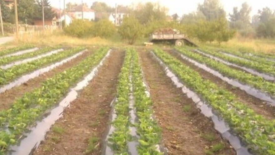 Jesen - prilika za zasnivanje jagodnjaka