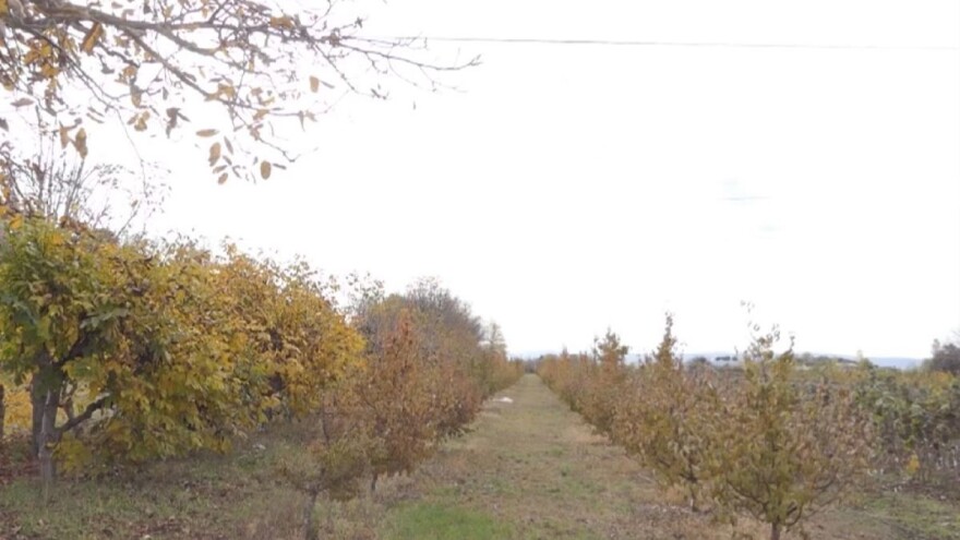 Najavljene padavine pogodovaće svim poljoprivrednim usjevima