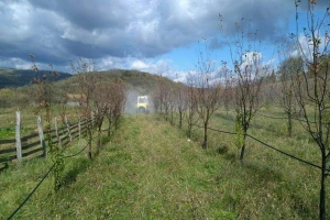 Vrijeme je za zaštitu voćaka: Čime tretirati šljive, trešnje i višnje?