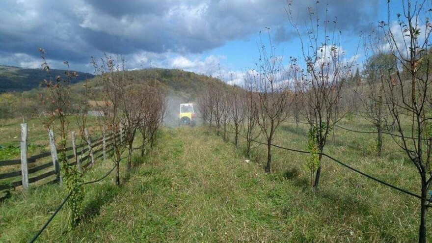 Kako u jesen tretirati koštičavo voće?