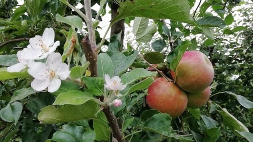 Jesenska cvatnja voćaka