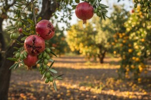 Jesenska gnojidba maslina, nara i agruma