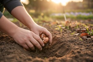 Jesenska sadnja lukovica