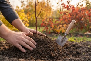 Jesenska sadnja ruža