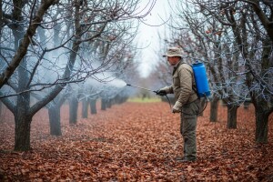 Jesenska zaštita breskve, lijeske i oraha
