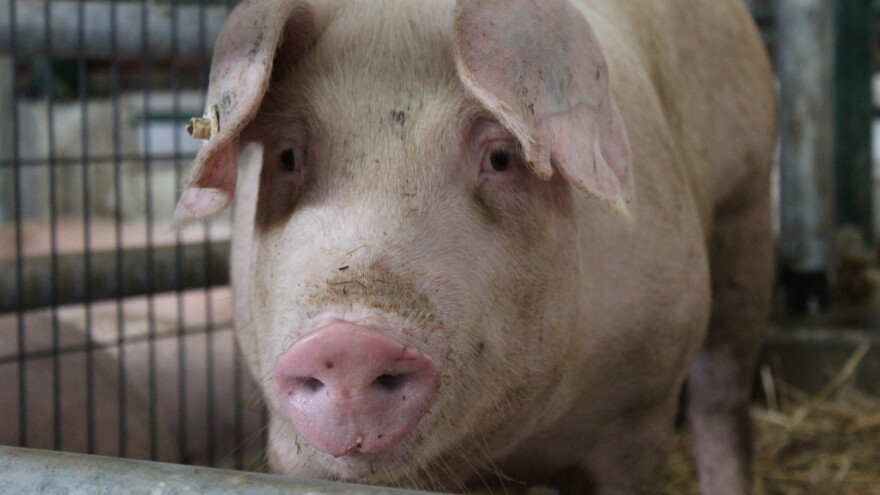 Jeste li provjerili račun? Isplaćeno je 67,5 milijuna kuna izvanredne potpore za tri sektora