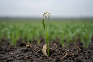 Jesenski štetnici žitarica