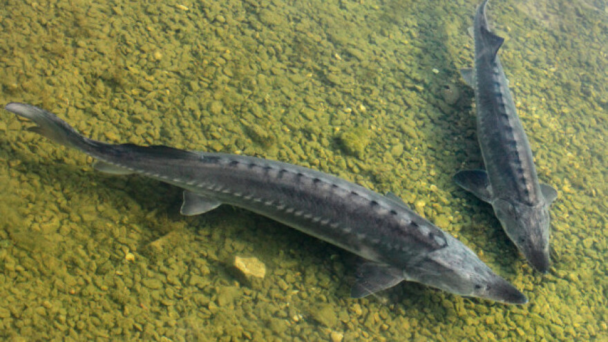 Hidroelektrane će ugroziti rijetku dunavsku jesetru