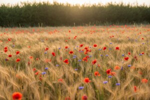 Jeste li čuli za miroljubivu zemljoradnju?