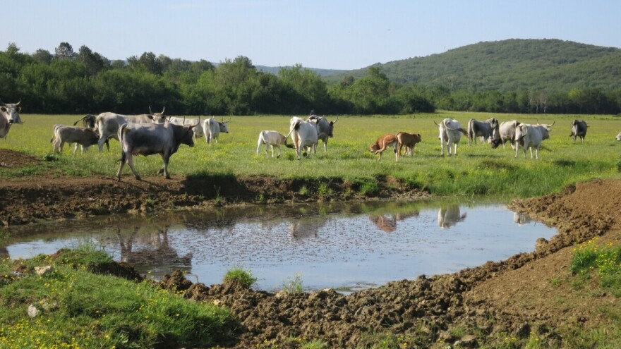 Izumiru močvare - potencijal razvoja agroturizma