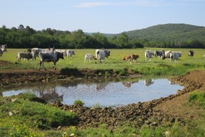 Izumiru močvare - potencijal razvoja agroturizma