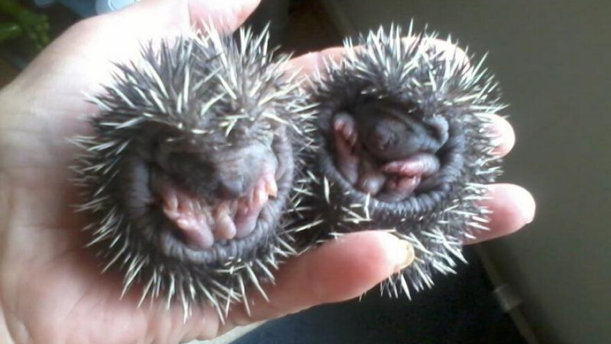 Na 2 kvadrata liječi 22 ježa