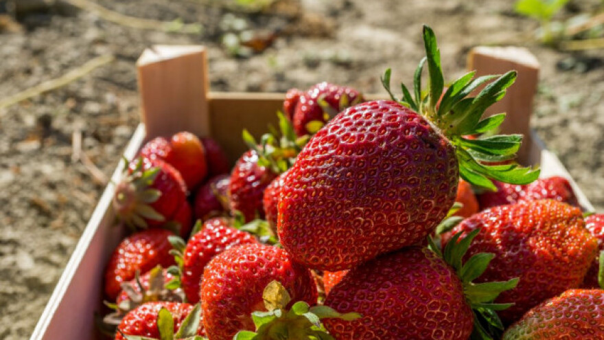 Biostimulatorima do proizvodnje jagoda i na +35