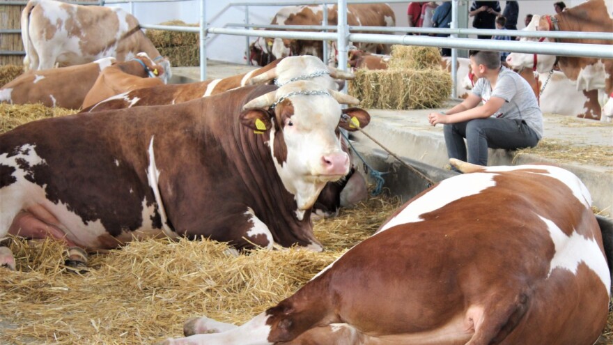 Neophodne izmene i dopune Uredbe o novim podsticajima za tov junadi
