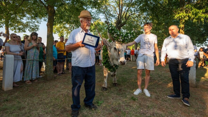 Spremni za 34. izdanje kanfanarske Jakovlje uz jedinstvenu smotru istarskih volova - boškarina