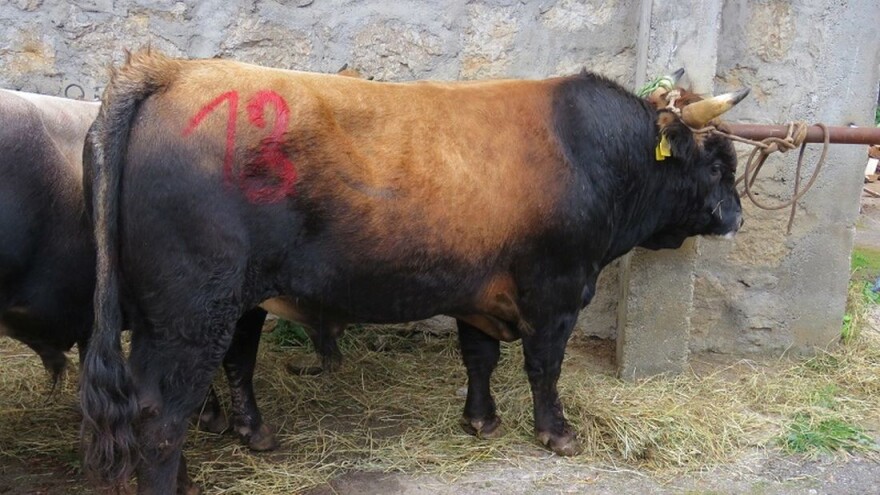 Jesen u Lici: buše, pramenke, ali i sva druga bogatstva ličkih i drugih hrvatskih sela