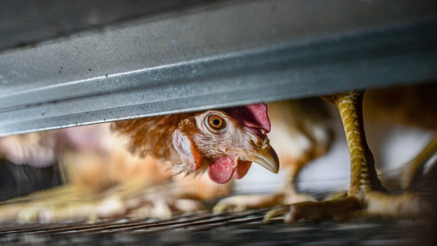 Nema dovoljno jaja iz nekaveznog uzgoja na domaćem tržištu?