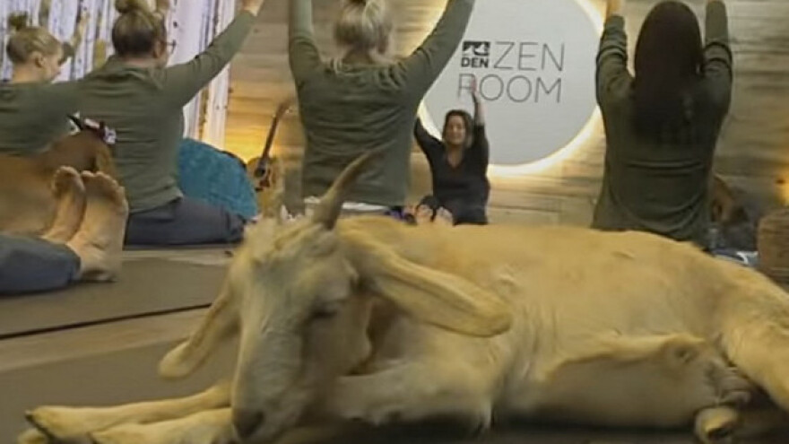 U zračnoj luci putnici vježbali jogu s kozama