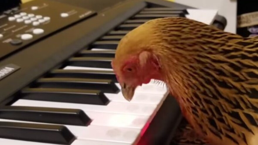 Brahma kokoš kljuca američku himnu, a ima i bend