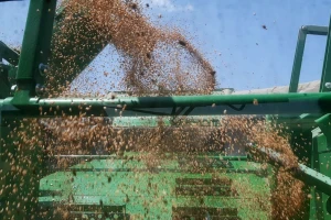 FAO: Žitaricama cena pala u julu, ali i dalje je skoro 30 odsto viša u odnosu na lani