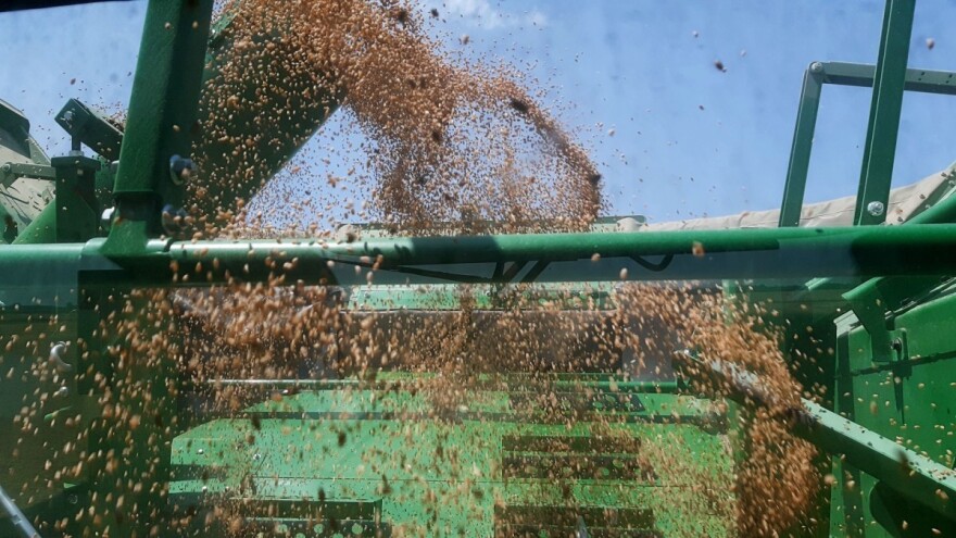 FAO: Žitaricama cena pala u julu, ali i dalje je skoro 30 odsto viša u odnosu na lani