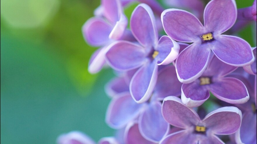 Jorgovan - ukrasni, jestivi i ljekoviti grm