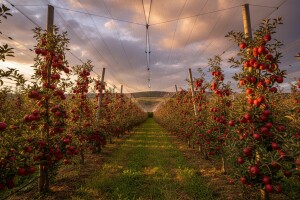 Još novca za protivgradne mreže!