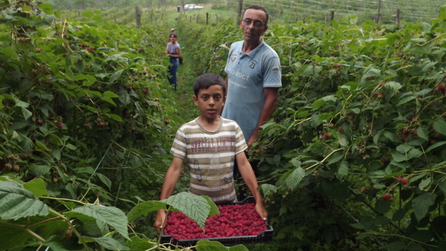 Ovogodišnja cijena malina prijeti krčenju malinjaka - a već u 2020. veliki otkupljivači predviđaju duplo veće cijene