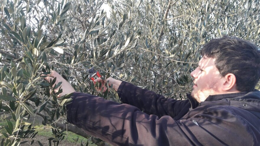 Josip Pavlica: Ne žurite s gnojidbom i rezidbom maslina!