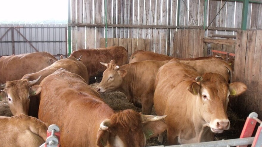Josip Burek: Moramo znati da nema loše pasmine krava, nego loših farmera