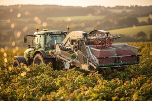 Josip Laštro osvojio broncu za berač maline!