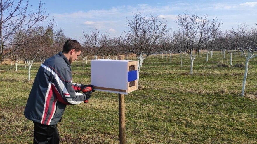 Mladi inženjer iznajmljuje solitarne pčele - potražnja raste, a upiti stižu i iz inozemstva